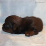 /images/puppies/large/110little-bit---tiny-shorkie-boy_IMG_4308.JPG