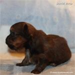 /images/puppies/large/110little-bit---tiny-shorkie-boy_IMG_4402.JPG