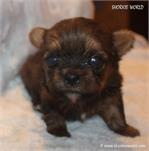 /images/puppies/large/110little-bit---tiny-shorkie-boy_IMG_4403.JPG