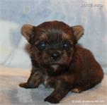 /images/puppies/large/110little-bit---tiny-shorkie-boy_IMG_4408.JPG