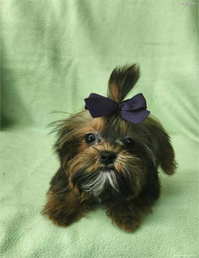 /images/puppies/large/110little-bit---tiny-shorkie-boy_littlebit2.jpg