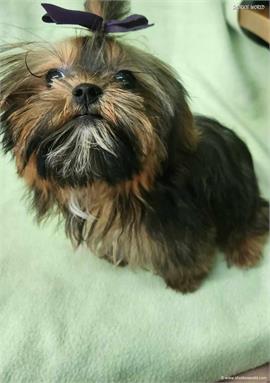 /images/puppies/large/110little-bit---tiny-shorkie-boy_littlebit3.jpg