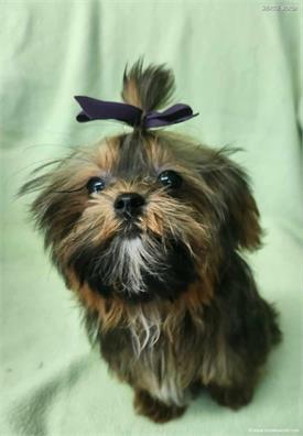 /images/puppies/large/110little-bit---tiny-shorkie-boy_littlebit8.jpg