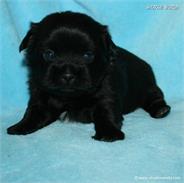 /images/puppies/large/20charlie-available_IMG_9939.JPG