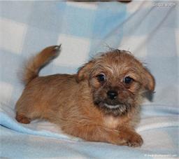 /images/puppies/large/41peanut-im-adopted-stan-cindy_IMG_65100.JPG