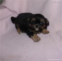 /images/puppies/large/48sammie-im-adopted-by-claudette-and-family_IMG_8711.JPG